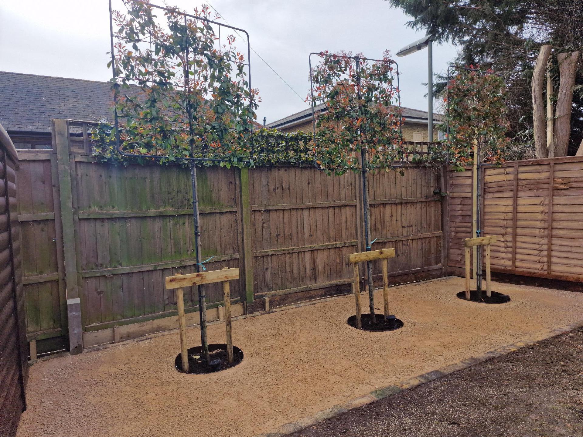 Wooden fence with 3 staked trees fanning out the create screening.